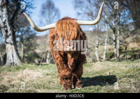 Grantown-on-Spey, Scotland, Regno Unito 27 marzo 2017 UK Meteo: Archie Highland Bull a Muckrach Country House Hotel vicino a Grantown-on-Spey 7 Aviemore sente il calore come le temperature mal di verso 19˚C. Foto Stock