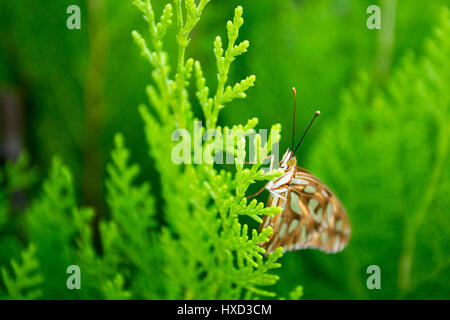 Asuncion, Paraguay. 27 marzo 2017. Una farfalla del Golfo (Agraulis vanillae) è arroccata su una foglia di thuja o Arborvitae orientale (Thuja orientalis) durante il giorno di sole ad Asuncion, Paraguay. Crediti: Andre M. Chang/Alamy Live News Foto Stock