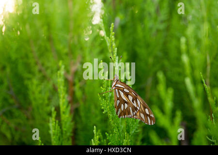 Asuncion, Paraguay. 27 marzo 2017. Una farfalla del Golfo (Agraulis vanillae) è arroccata su una foglia di thuja o Arborvitae orientale (Thuja orientalis) durante il giorno di sole ad Asuncion, Paraguay. Crediti: Andre M. Chang/Alamy Live News Foto Stock