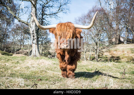 Grantown-on-Spey, Scotland, Regno Unito 27 marzo 2017 UK Meteo: Archie Highland Bull a Muckrach Country House Hotel vicino a Grantown-on-Spey 7 Aviemore sente il calore come le temperature mal di verso 19˚C. Foto Stock