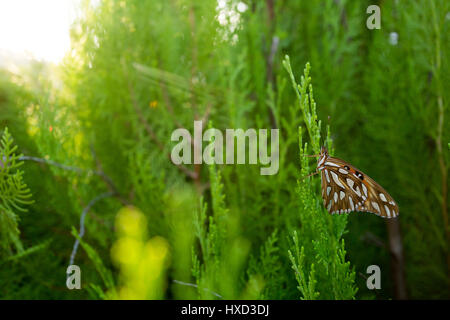 Asuncion, Paraguay. 27 marzo 2017. Una farfalla del Golfo (Agraulis vanillae) è arroccata su una foglia di thuja o Arborvitae orientale (Thuja orientalis) durante il giorno di sole ad Asuncion, Paraguay. Crediti: Andre M. Chang/Alamy Live News Foto Stock