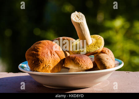 Più ricercate di funghi commestibili in tutto il mondo. Foto Stock