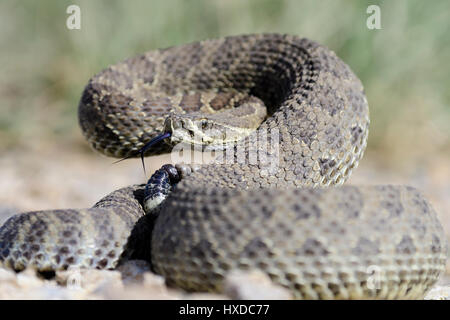 Una prateria a spirale rattlesnake (Crotalus viridis), America del Nord Foto Stock