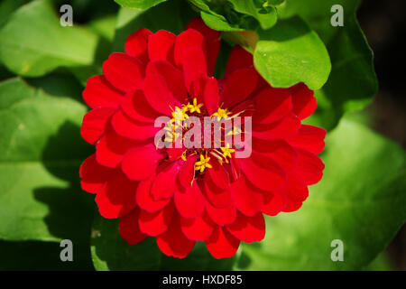 Zinnia Fiore vista superiore in primavera. Red Zinnia elegans fioritura in primavera nel giardino luce solare. Messa a fuoco selettiva. Foto Stock