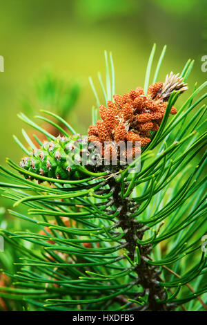 Coni di conifere. Gli scozzesi o pino silvestre Pinus sylvestris maschio fiore di polline e giovani cono femmina su un albero che cresce in evergreen la foresta di conifere. Polonia Foto Stock