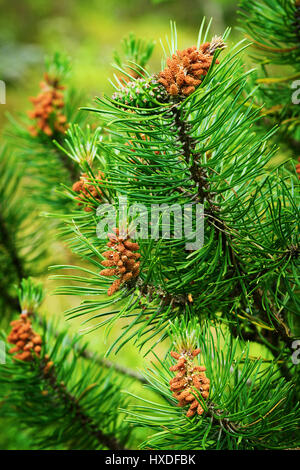 Coni di conifere. Gli scozzesi o pino silvestre Pinus sylvestris polline maschile fiori su un albero che cresce in evergreen la foresta di conifere. Pomerania, Polonia. Foto Stock