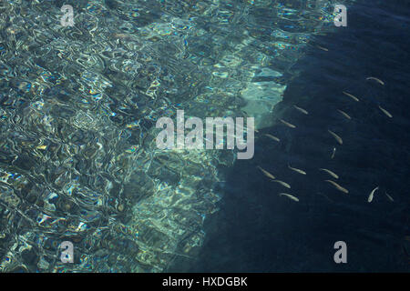 Piccolo, baby i pesci nuotano al mare della città di Bodrum. Foto Stock