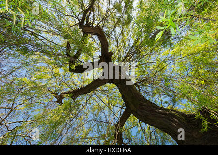 Guardando in su attraverso i rami dell'albero del salice e la nuova crescita delle foglie della molla. Barnes Green, Barnes Common. Londra. REGNO UNITO. Foto Stock