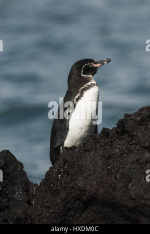 Ecuador, Galapagos, Isabela island, Elizabeth Bay, Galapagos penguin Foto Stock