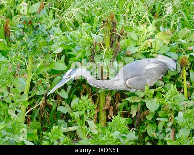 Airone blu (Ardea erodiade) circondato da alte, la vegetazione verde e pronti a colpire in preda. Paynes Prairie preservare parco statale, Florida, Stati Uniti d'America Foto Stock