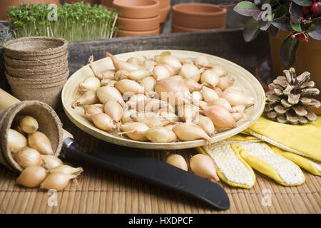 Le cipolle in una ciotola con il guanto e la pala, le cipolle in una ciotola con i guanti e la pala |, Zwiebeln in einer Schale mit Handschuh und Schaufel |cipolle in un bo Foto Stock