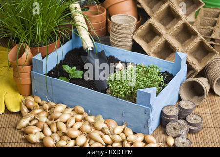 Le erbe aromatiche e le cipolle con utensili da giardino, le erbe aromatiche e le cipolle con le protezioni di utensile |, Kräuter und Zwiebeln mit Gartenutensilien |erbe e cipolle con gar Foto Stock