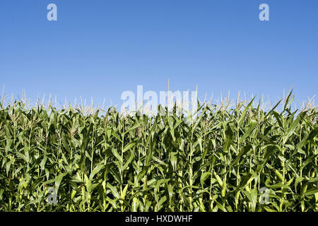 Campo di mais nella sedia imperiale, campo di mais alla sedia imperiale |, Maisfeld am Kaiserstuhl | Campo di mais a Kaiserstuhl| Foto Stock