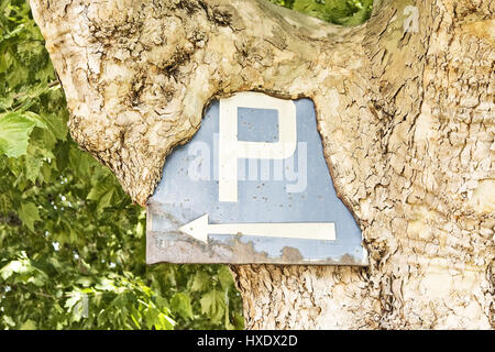 Segno del parco incarnati in un albero, simbolo di parcheggio cresciuto in un albero |, Parkschild eingewachsen in einem Baum |segno parcheggio cresciuto in un albero| Foto Stock