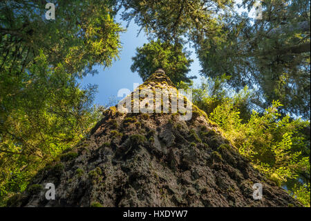 Giant Western Hemlock nel Hoh foresta pluviale del Parco Nazionale di Olympic Foto Stock