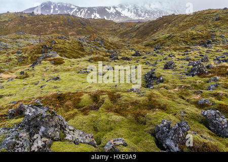 Verde muschio coperto campo di lava lungo la penisola di Snaefellsness in Islanda Foto Stock