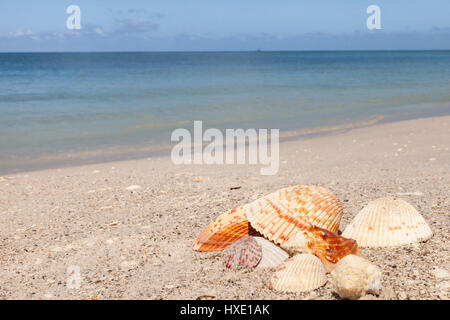 Collezione di conchiglie sulla spiaggia in Florida Foto Stock