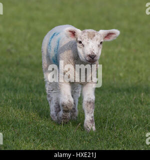 Giovane agnello in campo verde in primavera Foto Stock