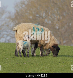 Agnello con la madre nel campo verde Foto Stock