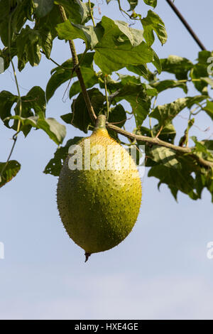 A sud-est di Asia frutta, comunemente conosciuto come GAC, Baby Jackruit, spinoso gourd Amaro, dolce Grourd o zucca Cochinchin molto delizioso e medicinali di corretto Foto Stock