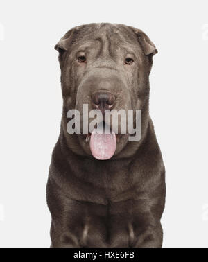 Ritratto di grigio Shar-pei cane sorriso isolato su sfondo bianco, vista frontale Foto Stock