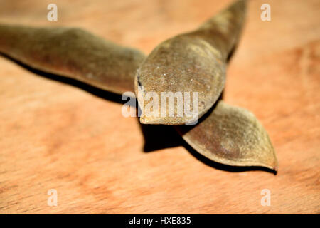 I fagioli secchi del glicine con semi maturi fuoriuscito Foto Stock
