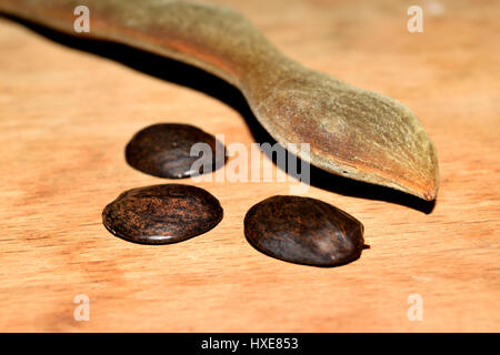 I fagioli secchi del glicine con semi maturi fuoriuscito Foto Stock