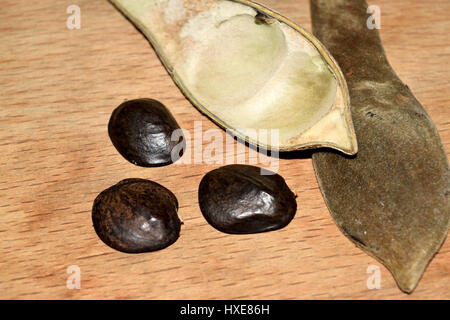 I fagioli secchi del glicine con semi maturi fuoriuscito Foto Stock