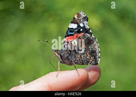 Red admiral (Vanessa Atalanta) seduta fiduciosamente sulle dita di una persona e per aspirare i minerali con la sua proboscide. Foto Stock