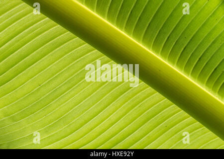 Dettaglio di una foglia di banano Foto Stock