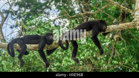 Le scimmie seduto su un albero nella foresta pluviale da Tikal - Guatemala Foto Stock