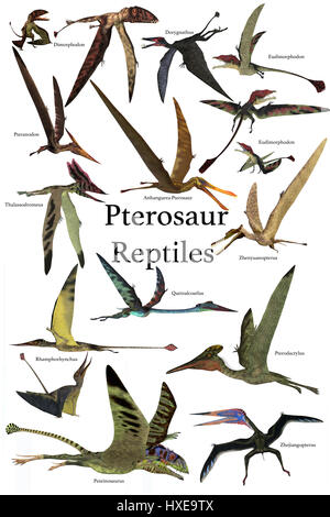 Pteranodonte Rettili - Una raccolta di vari pteranodonte rettili da diversi periodi preistorici della storia della terra.. Foto Stock