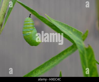 La Monarch caterpillar in crisalide il giorno 5 di 10 Foto Stock