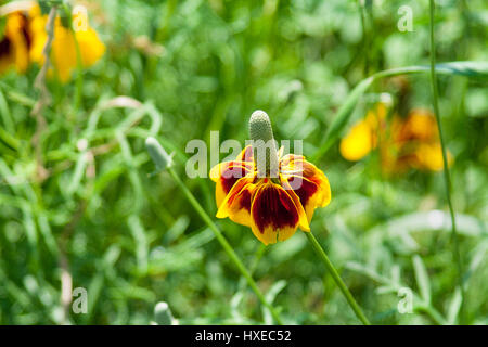 Chiusura del Texas note di fiori selvaggi come Mexican Hat Foto Stock