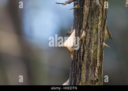 Wild Rose stelo con spine a uno sfondo sfocato Foto Stock