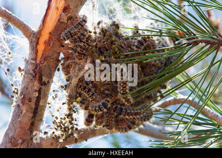 Pine Processionary Moth, (Thaumetopoea pityocampa), il nido in pino, Pegeia foresta, Cipro. Foto Stock