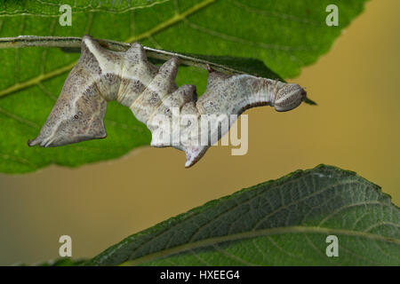 Zickzackspinner, Zickzack-Spinner, Raupe frisst un Salweide, Notodontia ziczac, Eligmodonta ziczac, pebble prominente, Caterpillar, Le Bois veiné, Chen Foto Stock