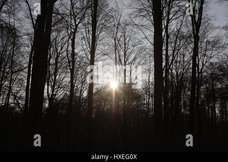 Una fitta foresta. Fotografato in Belgio Foto Stock