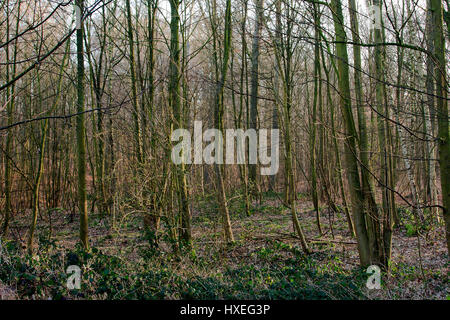 Una fitta foresta. Fotografato in Belgio Foto Stock