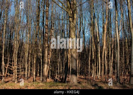 Una fitta foresta. Fotografato in Belgio Foto Stock