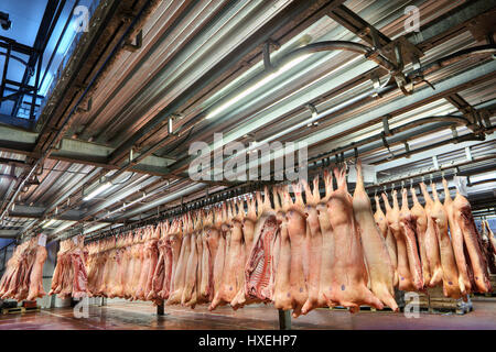 San Pietroburgo, Russia - 31 Ottobre 2016: carcasse di maiale appeso a ganci in un freddo a base di carne Magazzino di stoccaggio. Foto Stock