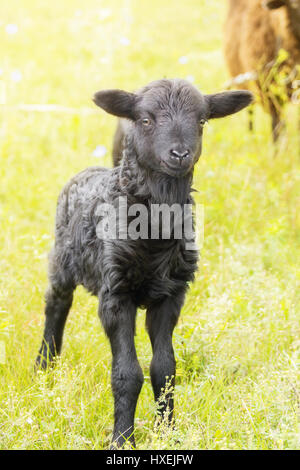 La foto mostra un agnello in un prato Foto Stock
