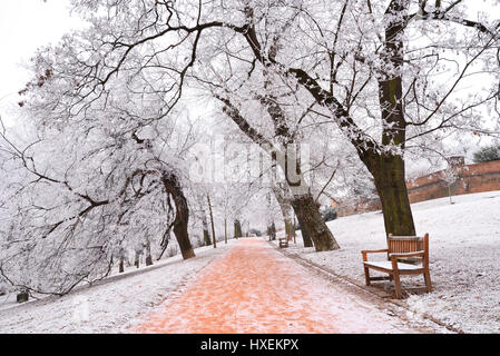 Rime alberi coperti di Brno city park nella Repubblica Ceca in inverno Foto Stock