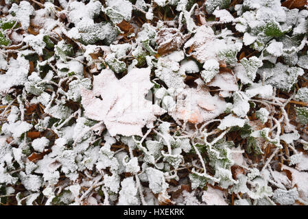 Edera e una foglia di acero coperti in rime di refrigerazione Foto Stock