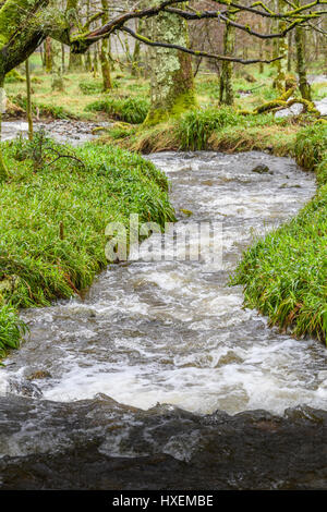 Babbling Beck, Holme legno, Loweswater, Lake District, Cumbria, Inghilterra. Foto Stock