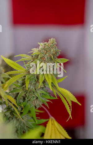 Dettaglio del fiore di cannabis è pronta per il raccolto nella parte anteriore del bandiera canadese - medical marijuana concept Foto Stock