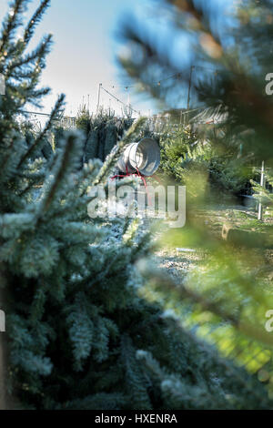 Alberi di Natale in vendita presso il tedesco mercatino di Natale Foto Stock