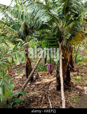 Sendero San Antonio Del Monte - La zarza, El Tablado. La Palma. Una fioritura piante di banana con il fiore pendente da un grande grappolo di banane. Questo era in crescita in una piantagione di piccole dimensioni sulla periferia di una piccola città/paese. Foto Stock