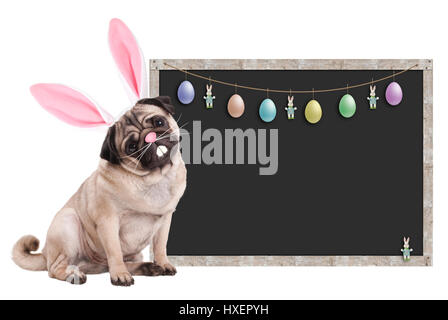 Carino pug cucciolo di cane con orecchie di coniglietto diadema seduta accanto alla lavagna vuota segno con decorazione di pasqua, su sfondo bianco Foto Stock