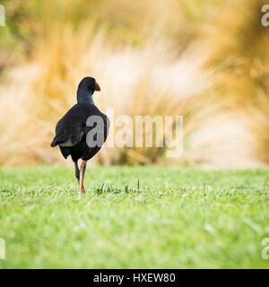 Il Purple Swamphen - Porphyrio porphyrio - è un grande uccello di porpora con stout red bill e protezione frontale. Ha becco spannocchiatore erba superstiti dalla sua forag Foto Stock